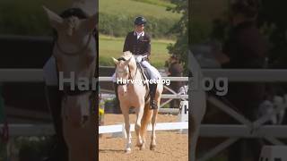 Amazing Lusitano stallion at Hartpury horse dressage lusitano lusitanohorse [upl. by Reisch]