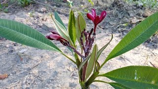 Grow plumeria or champa from cuttings and care tips [upl. by Svirad]