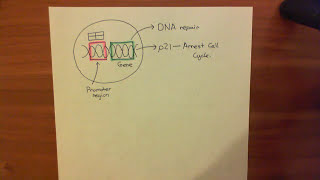 Introduction to p53 and the Response to DNA Damage Part 3 [upl. by Sivat316]