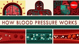 How blood pressure works  Wilfred Manzano [upl. by Mrots]