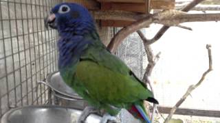 Blue Headed Pionus  Bounty talks [upl. by Florrie131]