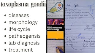 Toxoplasma gondii Toxoplasmosis life cycle of toxoplasma gondii [upl. by Harraf]