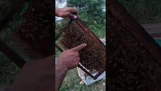 honey bees farming business [upl. by Cotter463]