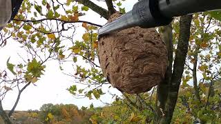 Aziatische hoornaar nest verwijderen [upl. by Clute]