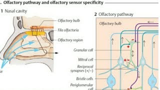 Olfactory Pathway  Location of olfactory epithelium in the nasal cavity [upl. by Nerissa]