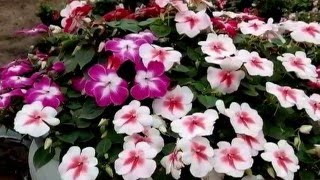 Impatiens plant [upl. by Suraved]