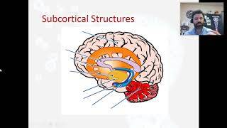 Subcortical Structures [upl. by Nadnerb369]