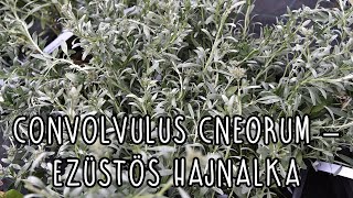 Convolvulus cneorum – Ezüstös hajnalka [upl. by Canute]