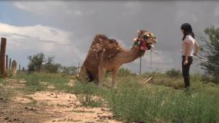 A Girl and Her Pet Camel [upl. by Fortunia]