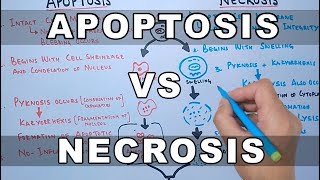 Apoptosis vs Necrosis [upl. by Jonas]