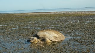 Rescuing a Loggerhead Turtle on Quandamooka Country  Australia [upl. by Owena704]