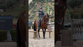 Working Equitation 🇳🇱 lusitano HistoricoampCarmen Coronel 2024 Santarem horse equestrian equity [upl. by Kano]