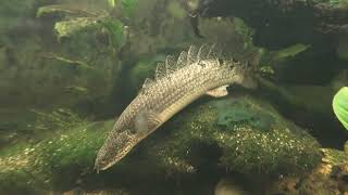 Zaire Flösselhecht Polypterus delhezi [upl. by Laamak]