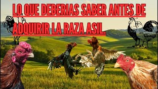 LA RAZA ASIL TODO SOBRE ESTAS AVES ORIENTALES [upl. by Pace]