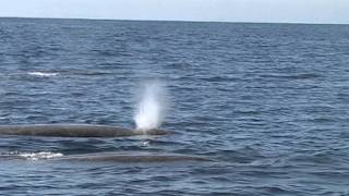 Whales of the Commander Islands [upl. by Bac930]