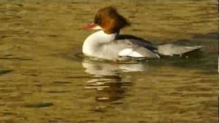 Goosander Mergus merganser ♀  Gänsesäger 1 [upl. by Uzzial]