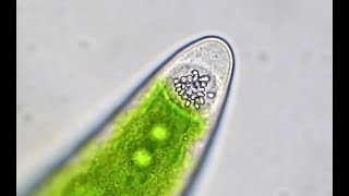 Closterium  A Look Inside [upl. by Sachs]