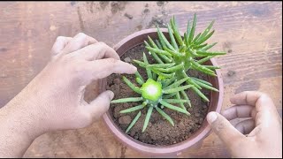 quotGrowing Austrocylindropuntia subulata CactiEves Needle CactusEves Pin Cactus at Homequot [upl. by Amuh]