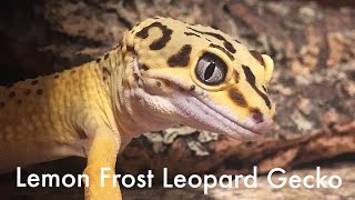 Lemon Frost Leopard Gecko Tumors [upl. by Hirasuna]