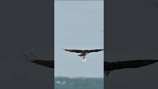 Osprey catches 3 fish at once Can it keep all 3 [upl. by Nancy]