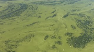 Algae blooms in Northern California lake seen from space [upl. by Johnny]