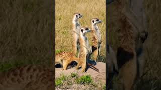 This is KANGAROO shorts short trendingshorts kangaroo animals viralshort youtubeshorts joey [upl. by Akinod]