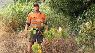 Streambank Erosion Easy Revegetation Techniques [upl. by Hammer]