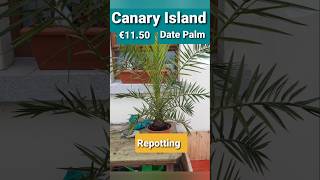 Ireland palm tree Phoenix Canariensis repotting seaweed mix date palm [upl. by Annavoeg]