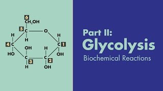 Glycolysis  Biochemical Reactions  MEDZCOOL [upl. by Ainehta]