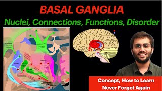 Basal Ganglia  CNS Physiology  Neuroanatomy Video [upl. by Phelgen]