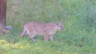 CatamountCougarPumaMountain Lionstalking mule deer at cabin [upl. by Lamok]