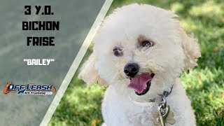 BICHON FRISE DOG TRAINING [upl. by Evoy]