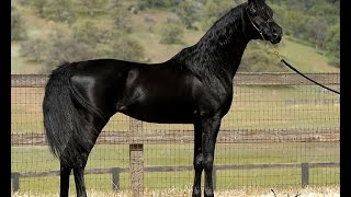 Mystic Jamaal  Homozygous Black Arabian Stallion [upl. by Gaye30]