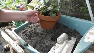 How to plant geraniums on into larger pots [upl. by Blader]