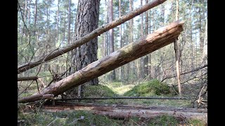 Making an old Swedish deadfall trap for grouse [upl. by Oderf]