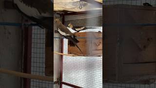 Cockatiel Nest me gye Master Cage  Daily Pet Vlogs  Birds Aviary cockatiel birds [upl. by Arracahs]