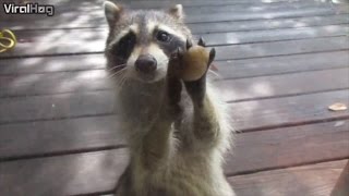 Watch a Clever Raccoon Knock on the Door Demanding Food [upl. by Atinod238]