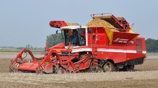 Grimme Tectron 415  Loonbedrijf Van Hal  plantaardappelen rooien [upl. by Winnifred]