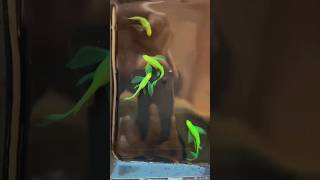 VEILTAIL ZEBRA DANIOS BREEDING SERIES INTRO aquarium breeding fish danio [upl. by Assej892]