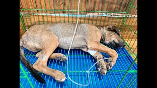 sick dog got parvovirus and treatment [upl. by Assillem]