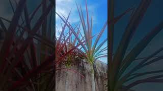 Dracaena marginata Plant ☘️youtubeshorts gardenflowerplants nature Plantlife40 [upl. by Kirsten]