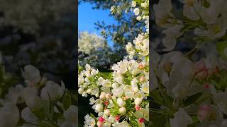 Beautiful carbapple treecarbapple treecarbappleflowersnature trendingshortsgardensatisfying [upl. by Goren719]