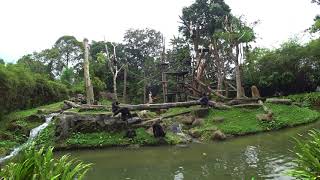 Chimpanzee Fight Crazy acrobats [upl. by Issiah755]