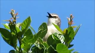 Tawnyflanked Prinia calling [upl. by Tarrah]