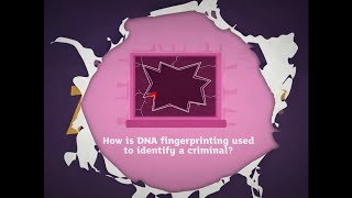 KS3 Activate 3 Kerboodle Explaining DNA fingerprinting [upl. by Nevins]