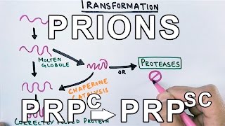 Subviral particles viroids and prions  Cells  MCAT  Khan Academy [upl. by Ennovoj]