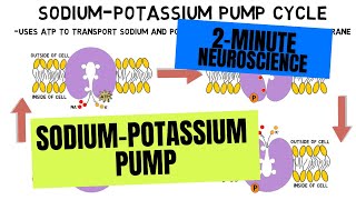 2Minute Neuroscience SodiumPotassium Pump [upl. by Nathanael678]