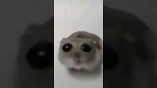 Sad hamster meme🥺 violin meme shorts memes hamsters [upl. by Vastah]