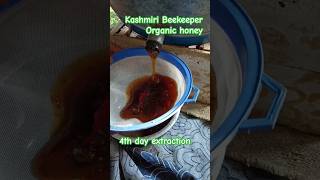 Honey harvesting apis cerana bees honeyhunting harvestingvideos beekeeper Kashmiribeekeeper [upl. by Eilah929]