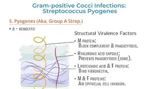 Virulence Factors of Streptococcus  Structural properties and characteristics of Streptococcus [upl. by Idnyl]